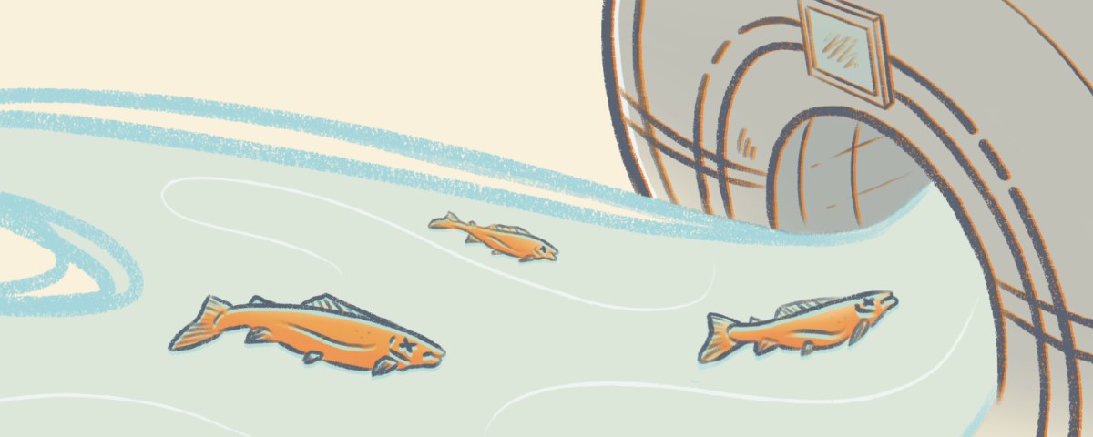 Beware, neuroscience PhD students: are we running fMRI experiments on dead Atlantic salmon?