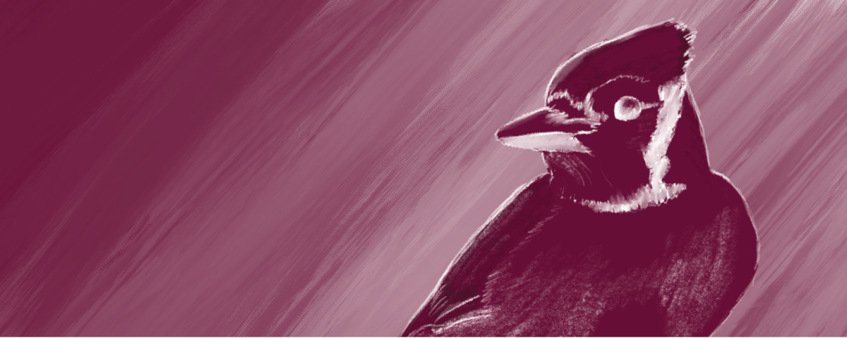 Research always happens in an environmental context. Birdsafe UofT cares for it.