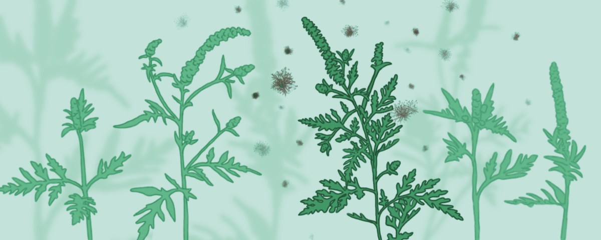 The Climate is Changing—and so are your Allergies